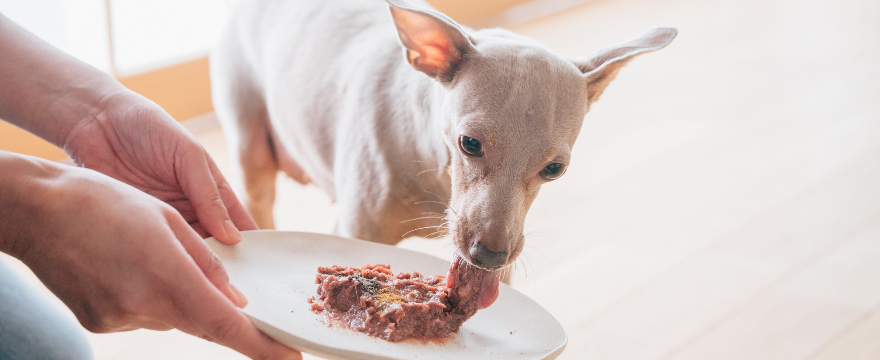 hugbox社長と2匹のゴールデンレトリバー