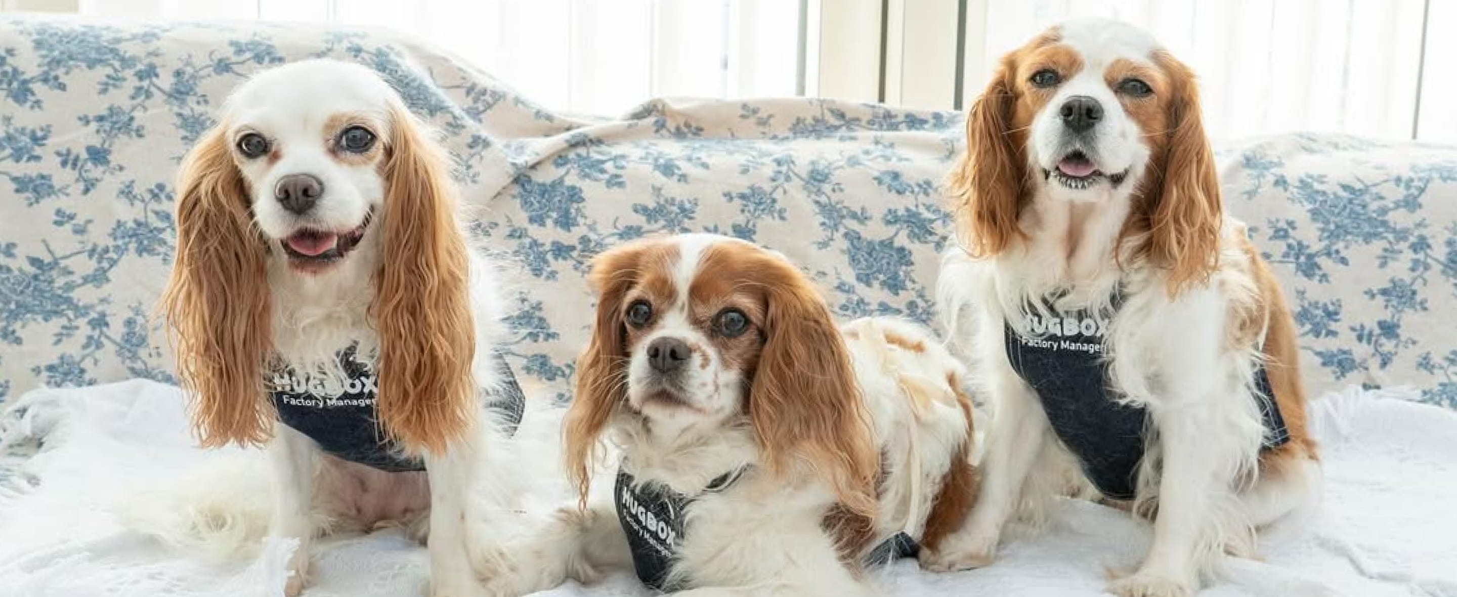 hugboxのエプロンをつけた3匹のキャバリア・キング・チャールズ・スパニエル