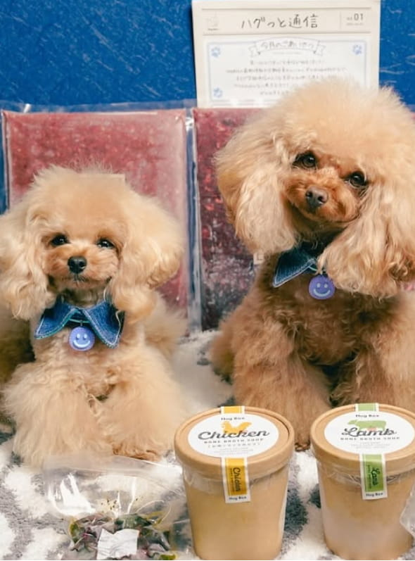 hugbox商品とトイプードル