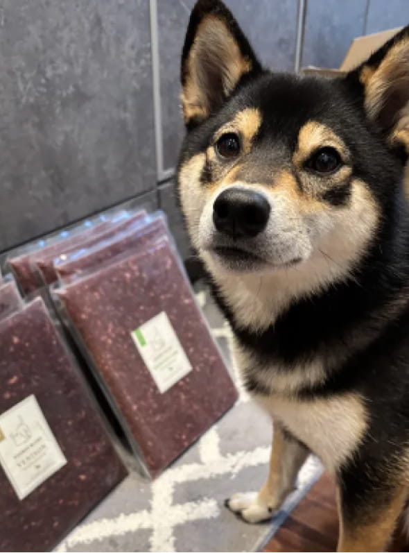 hugbox商品と黒い柴犬