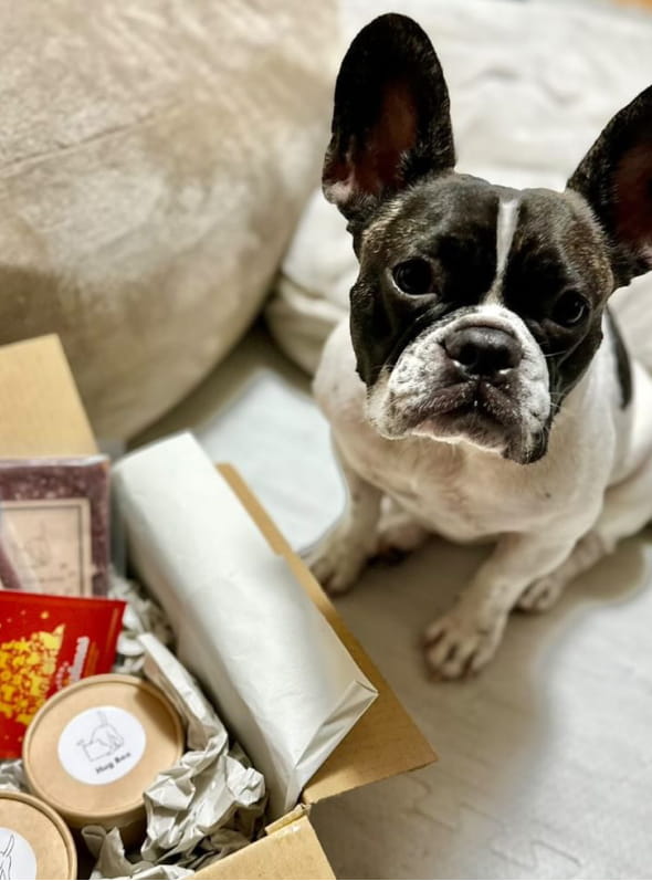 クリスマスプレゼントとメンバー犬