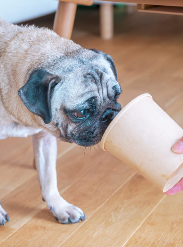 クリスマスプレゼントとメンバー犬