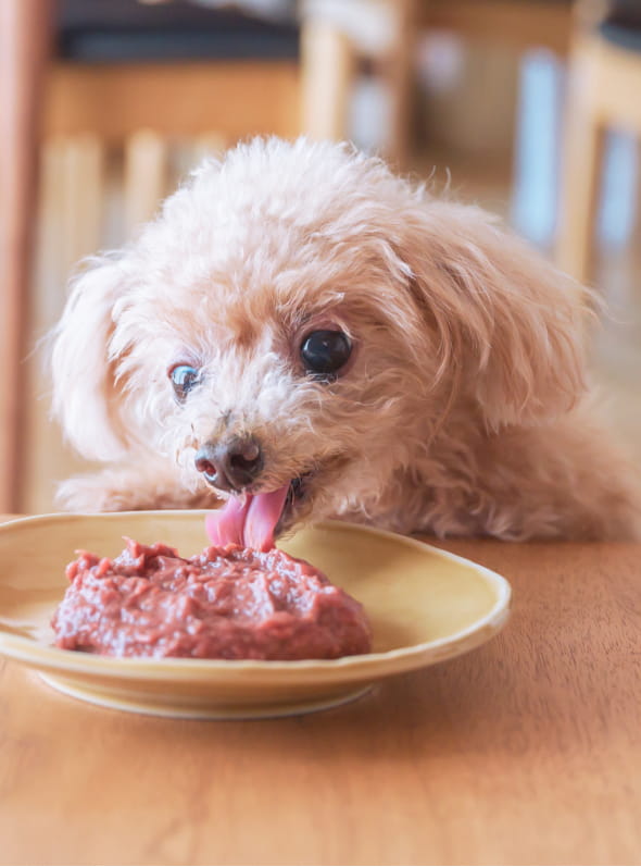 クリスマスプレゼントとメンバー犬