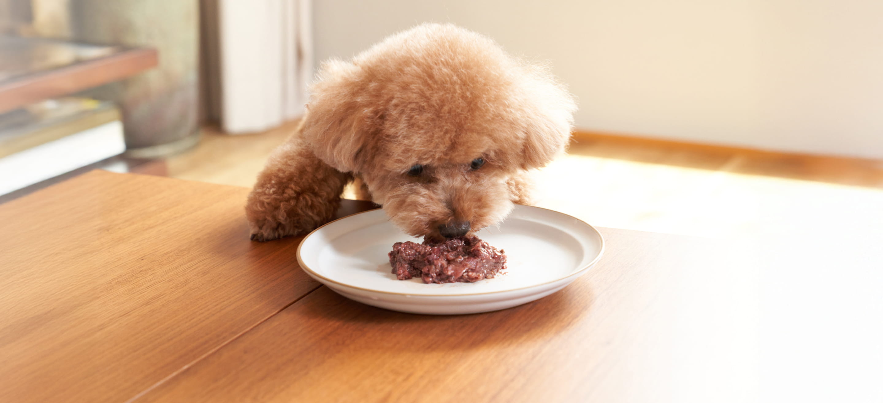 茶色のトイプードルが生肉フードを食べている