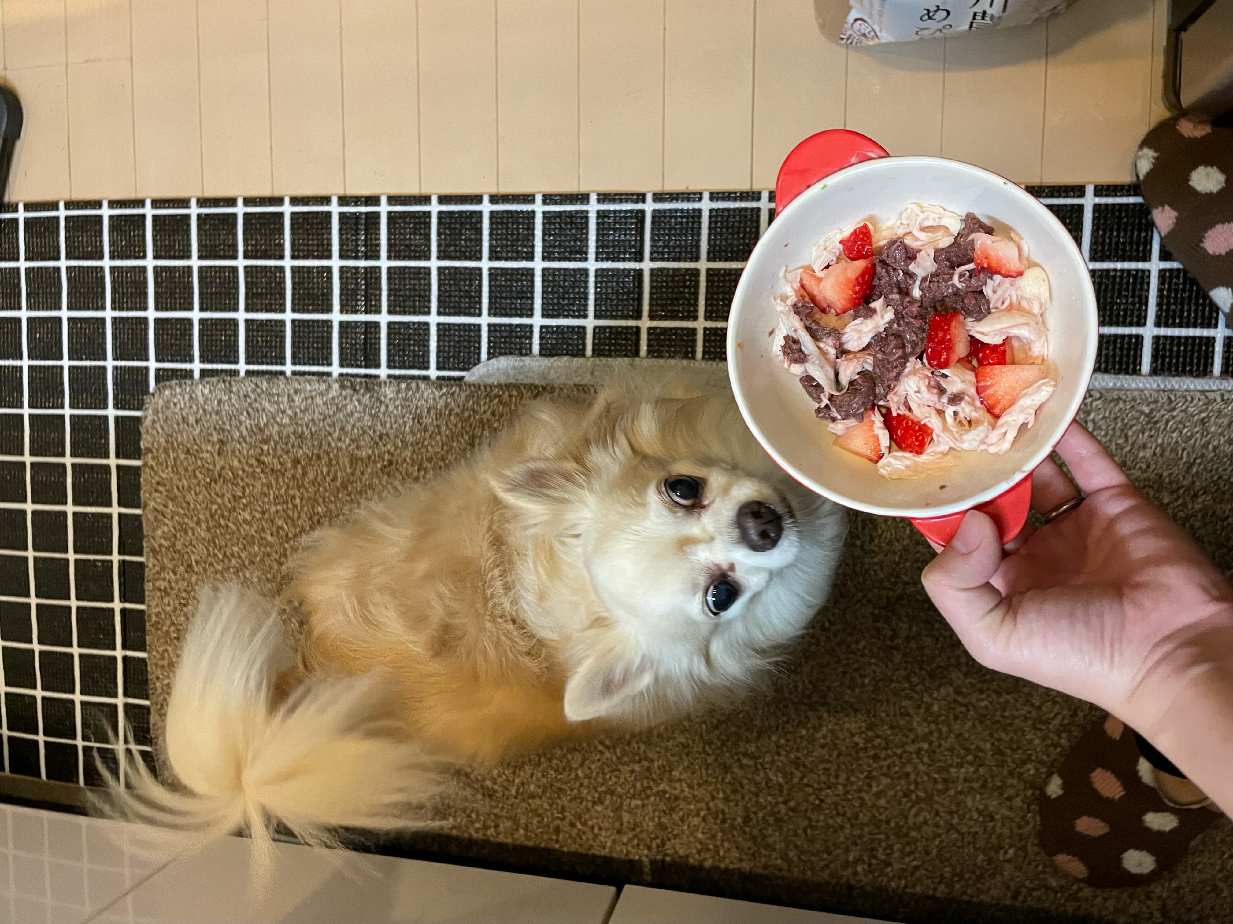 小太郎くんの食事前の様子