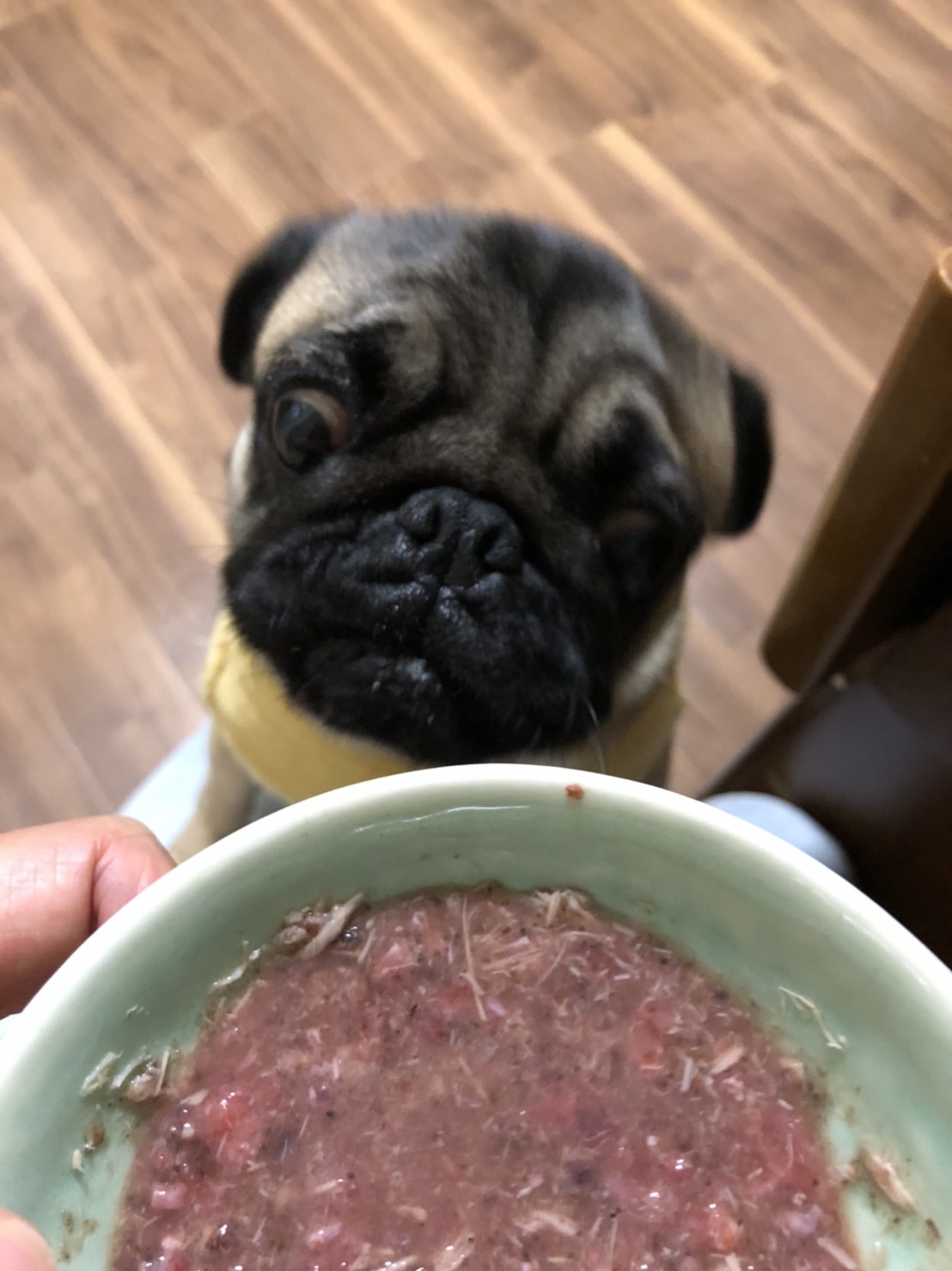 ゆめちゃんの写真