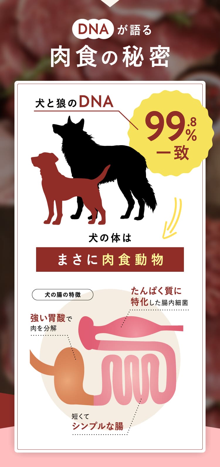 肉食の秘密