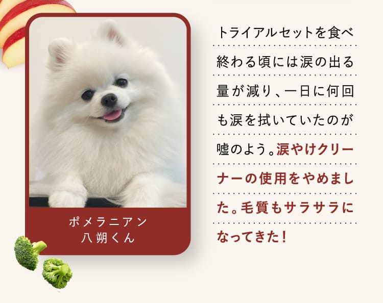 涙やけクリーナーの使用をやめました。毛質もサラサラになってきた!