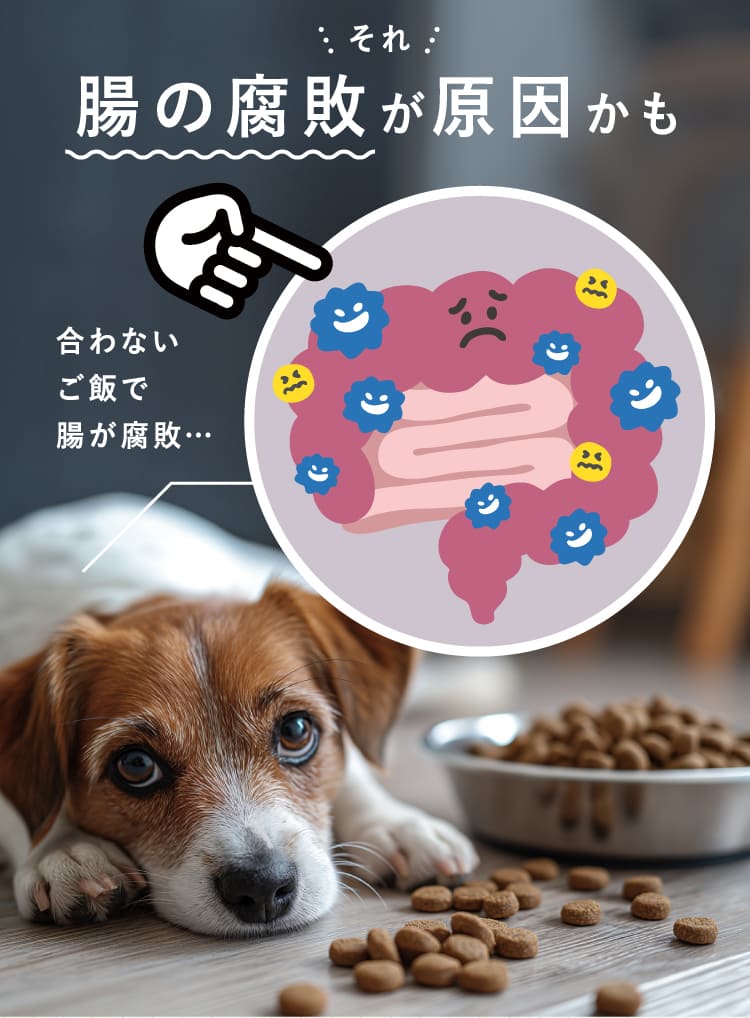 腸の腐敗が原因かも