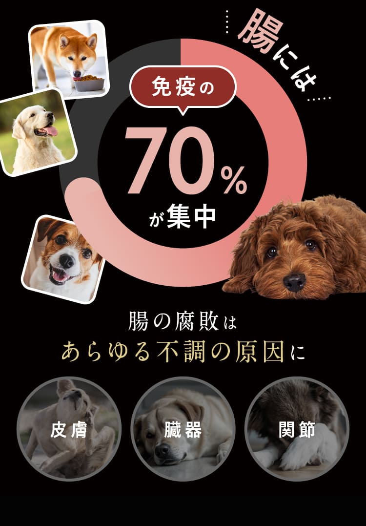免疫の70%が集中