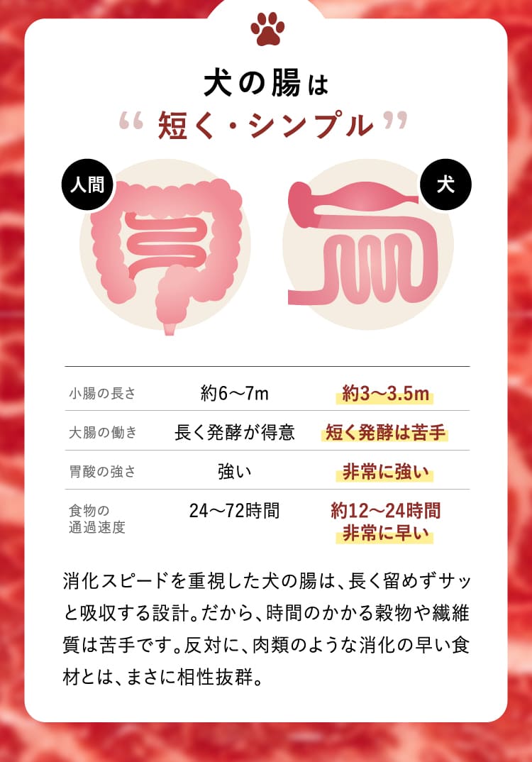 犬の腸は短く・シンプル