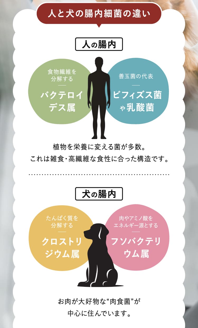 人と犬の腸内細菌の違い