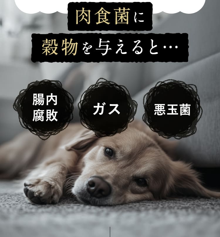 肉食菌に穀物を与えると…