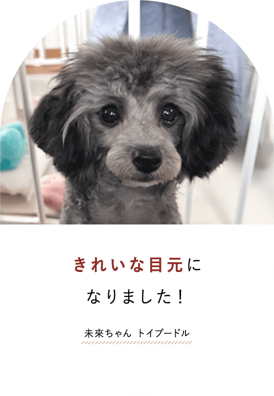 きれいな目元