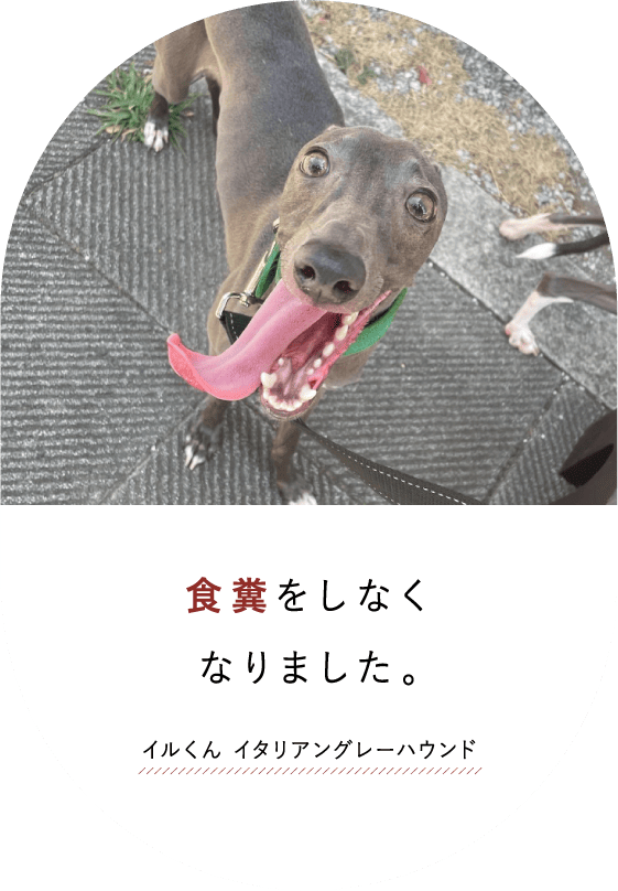 食糞