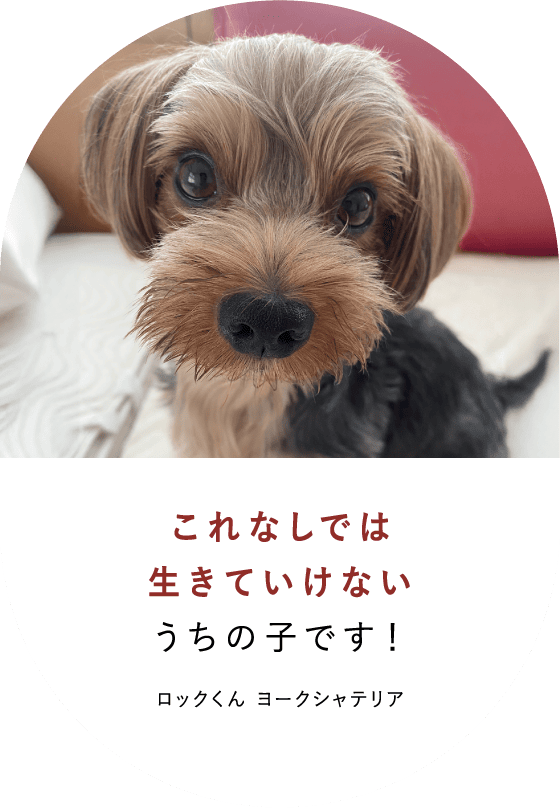 これなしでは生きていけない