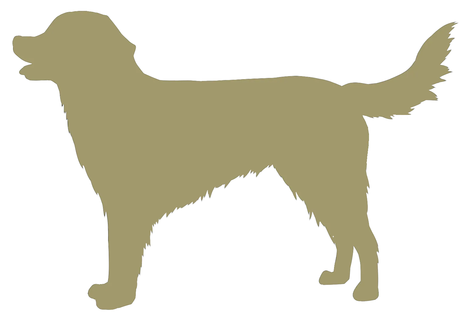 大型犬
