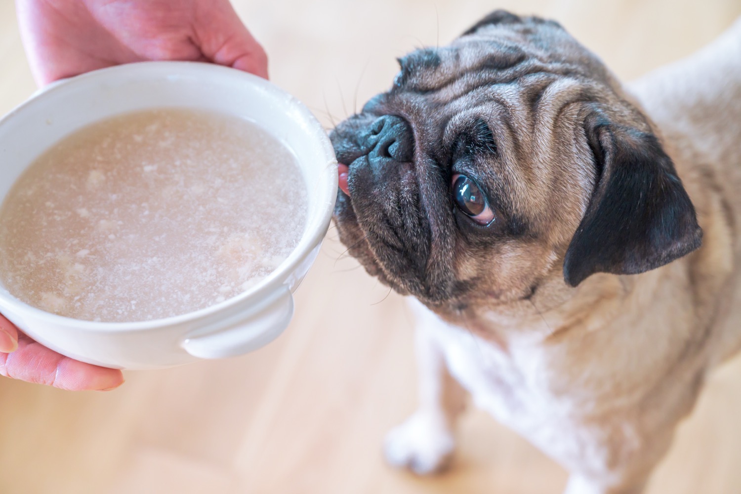 公式】HUGBOX（ハグボックス）｜手作り生食ドッグフード