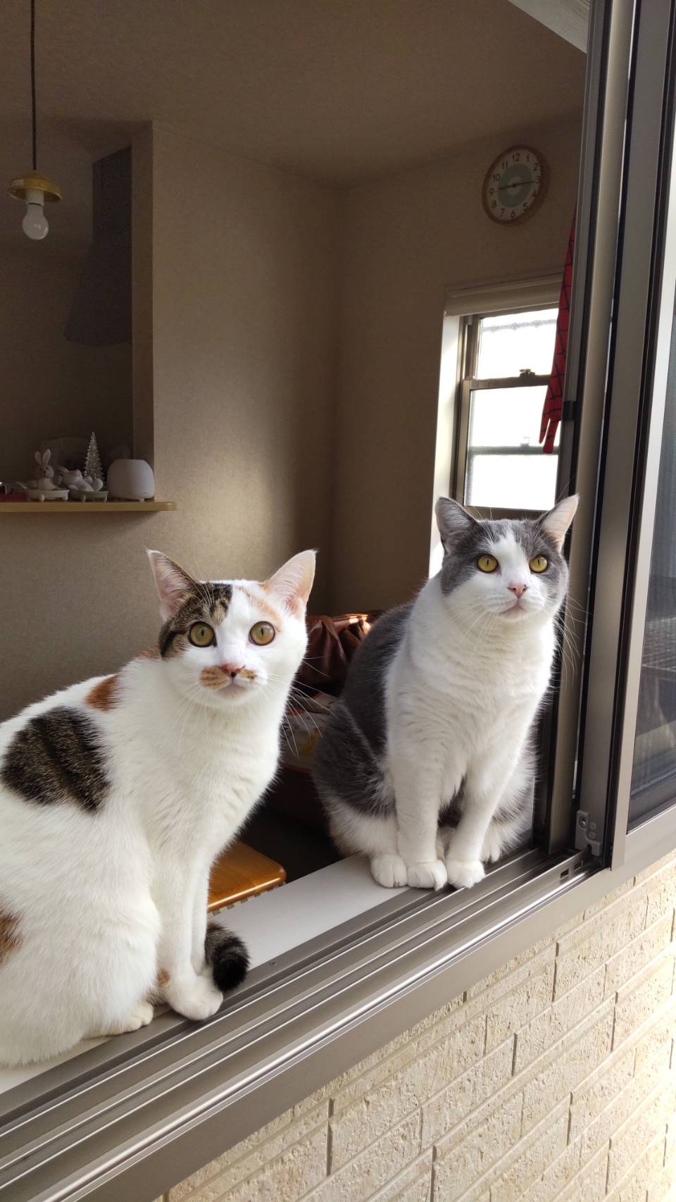 きらちゃんとゆらんちゃんの様子