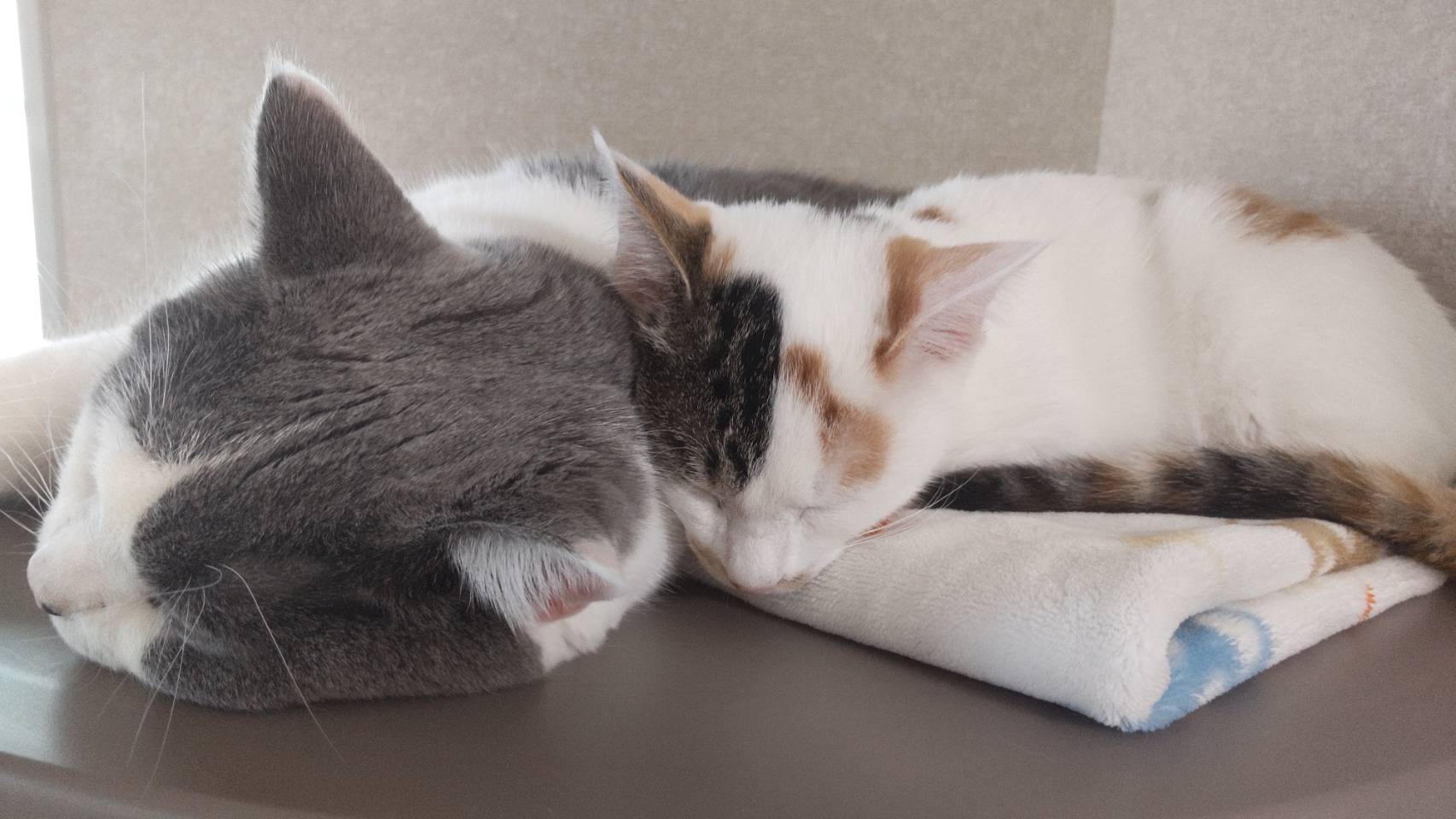 ごはんを食べる様子