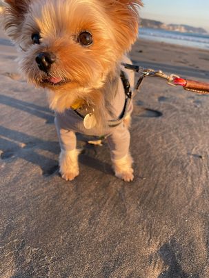 海辺のココちゃんの写真