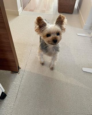 ココちゃんの写真