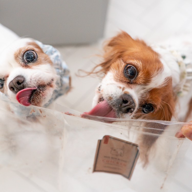 HUGBOXを食べているニコルちゃんとハイジちゃん