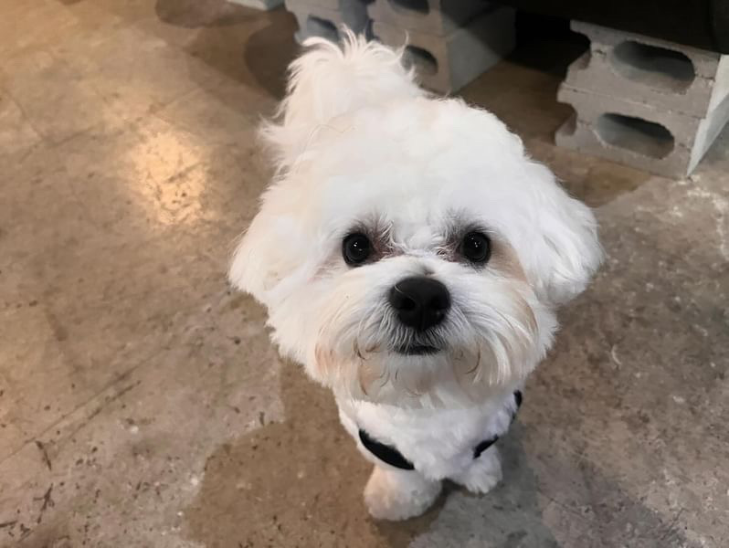 涙やけがすっきりしてきた小麦くんの写真