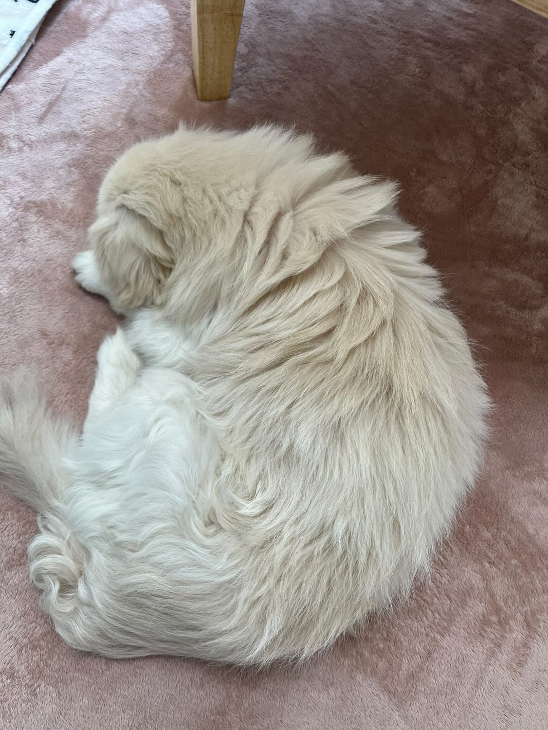 ポポちゃんのまとめ写真