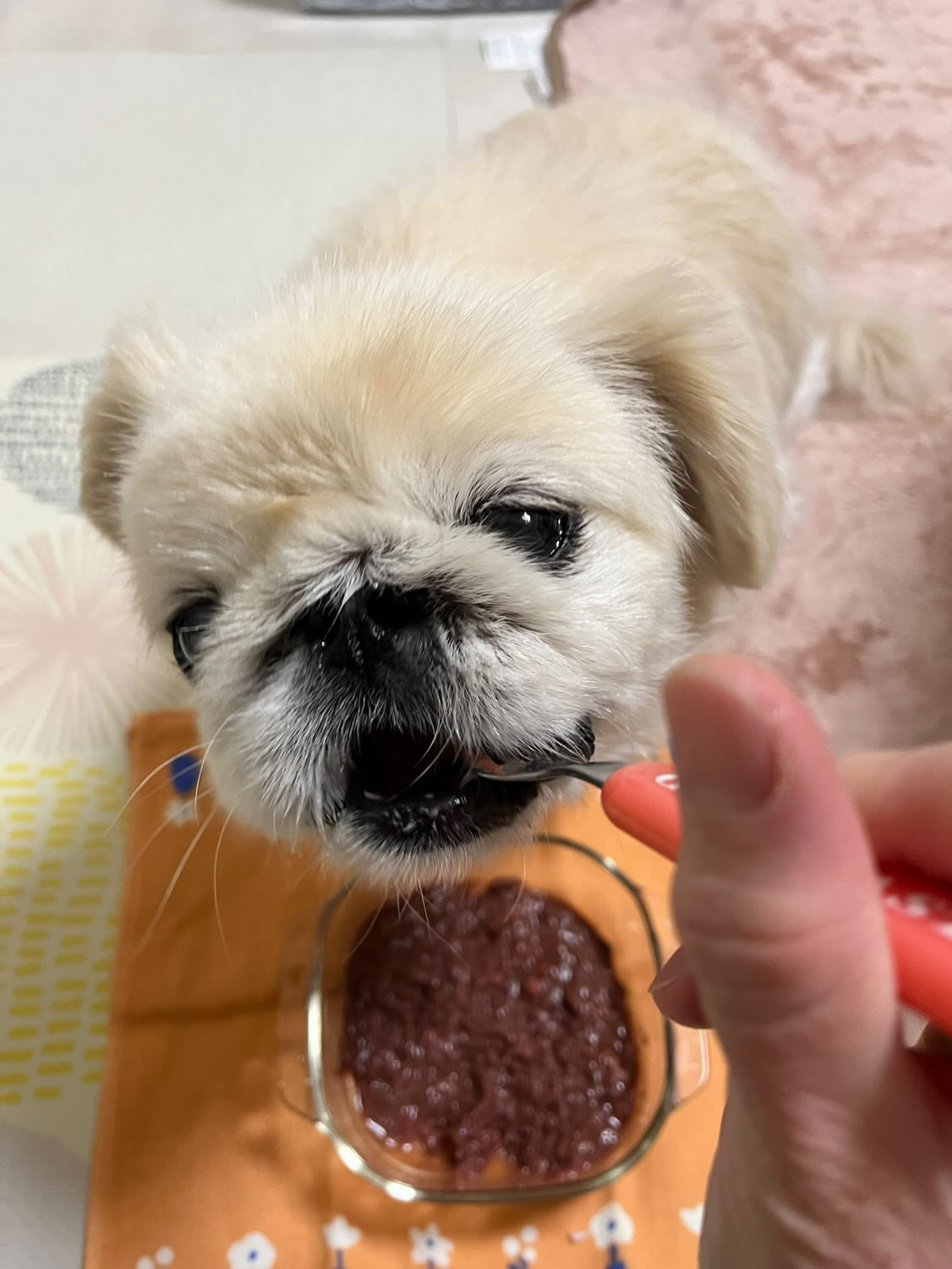 ポポちゃんの見出し写真