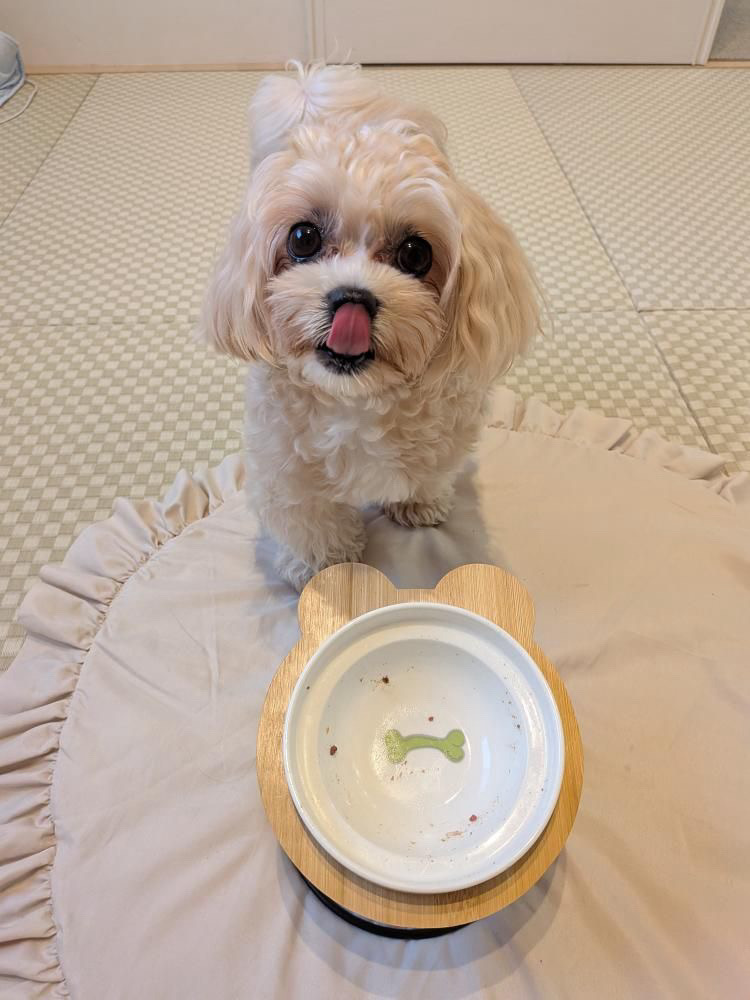ごはんを食べ終えたコロンちゃん