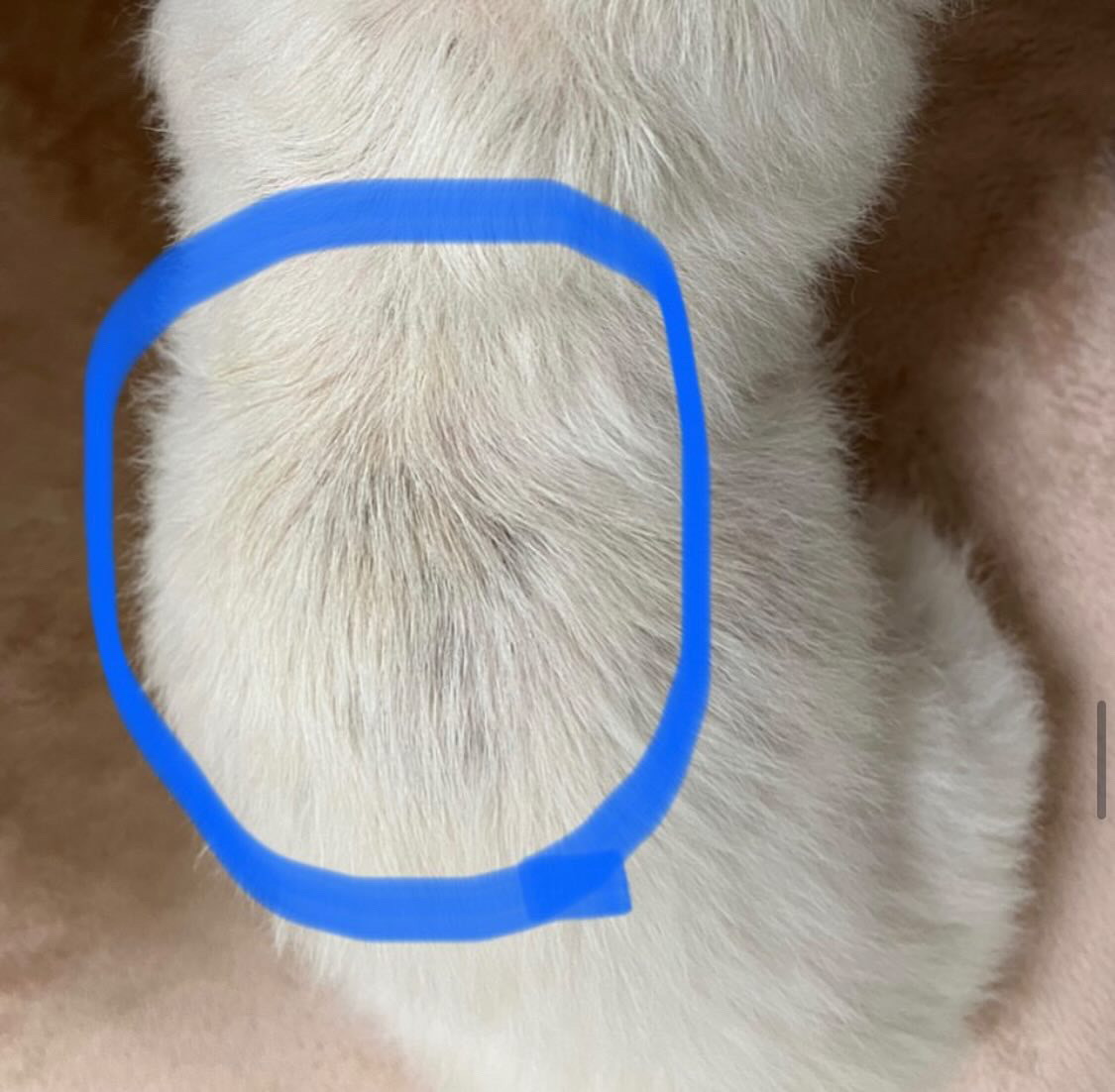 ポポちゃんが改善してきた頃の写真