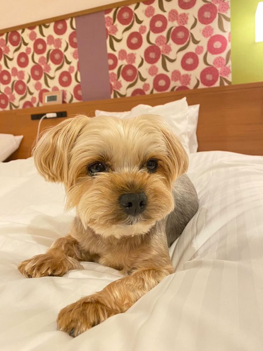 ことらくんの写真