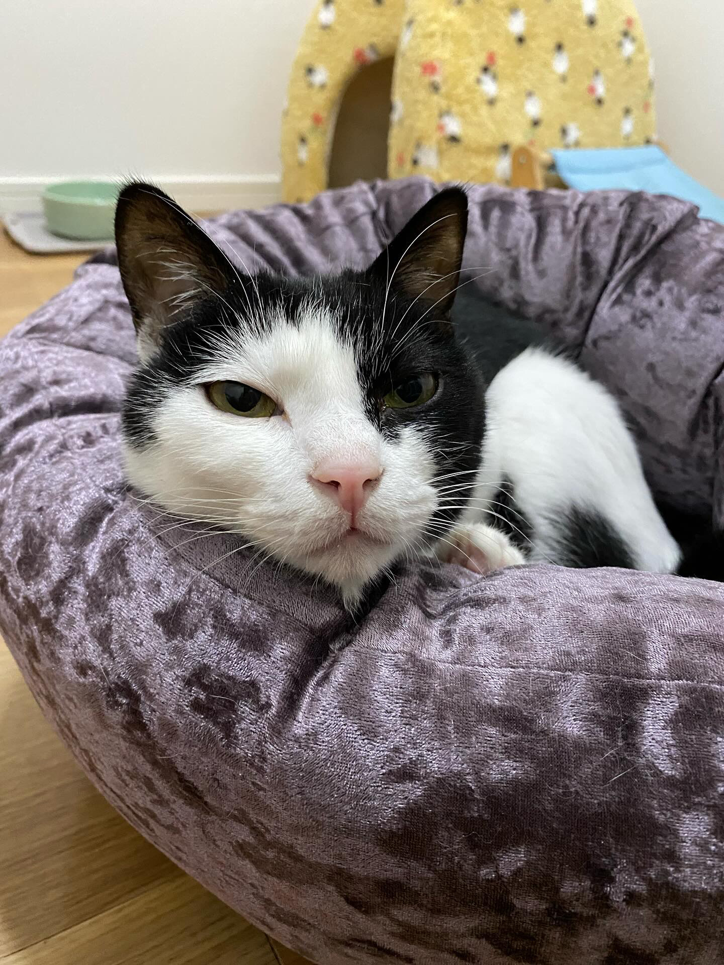 いおちゃんの写真