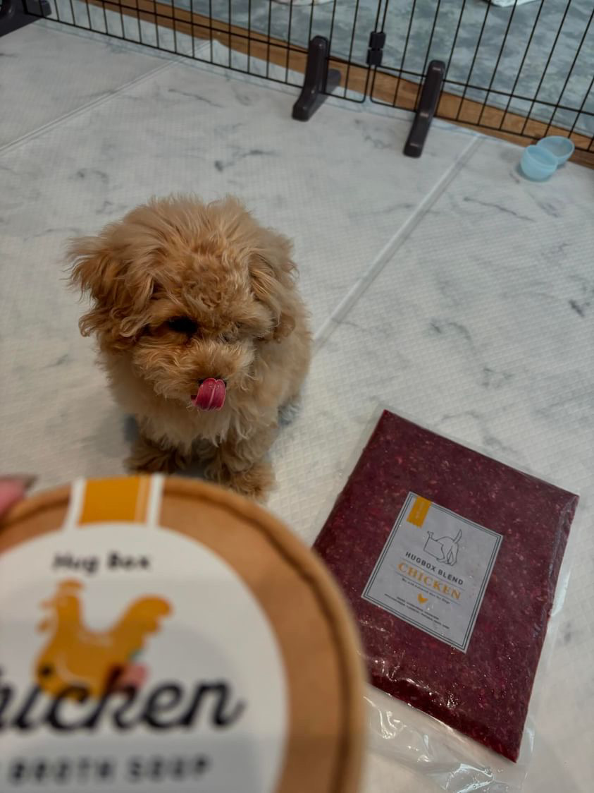 食事を楽しむプリンちゃんの様子