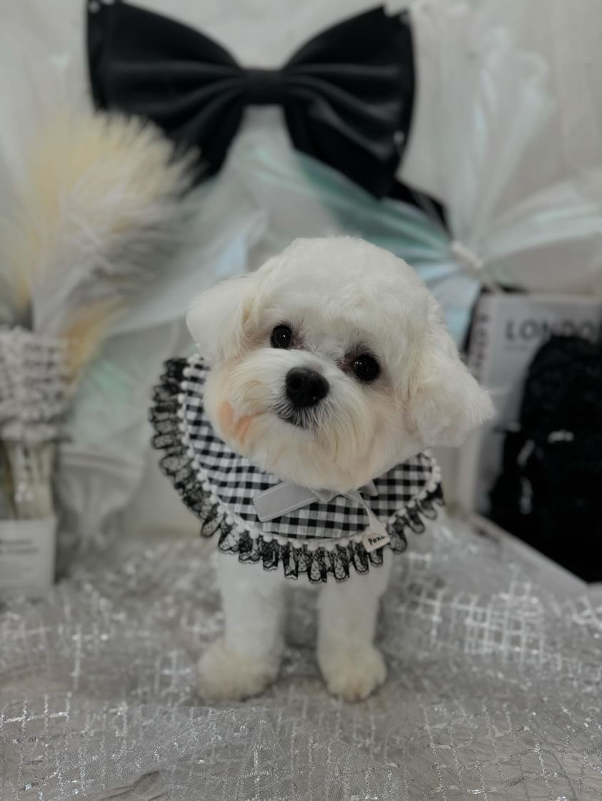 小麦くんの写真（ビジュアルアイキャッチ）