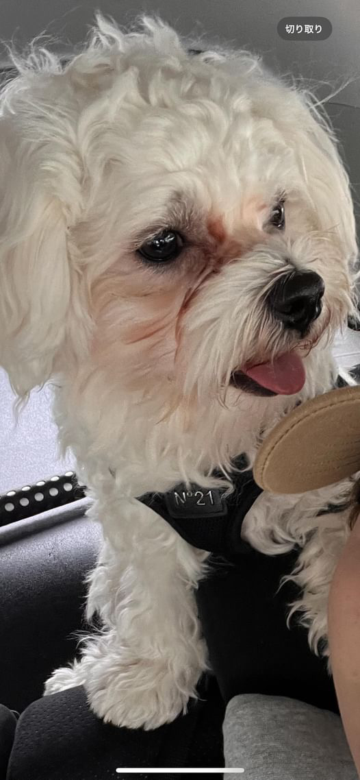 涙やけが気になっていた頃の小麦くんの写真