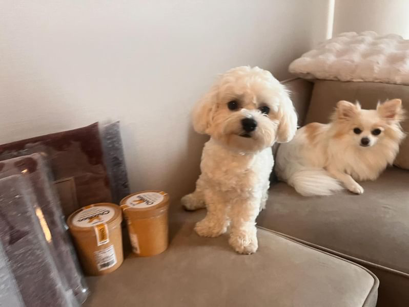 HUGBOXと小麦くんの写真