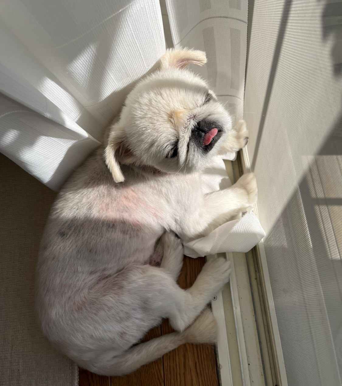 ポポちゃんの症状が酷かった頃の写真