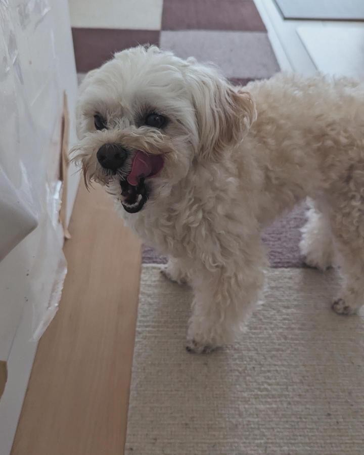 風羽ちゃんの笑顔の写真