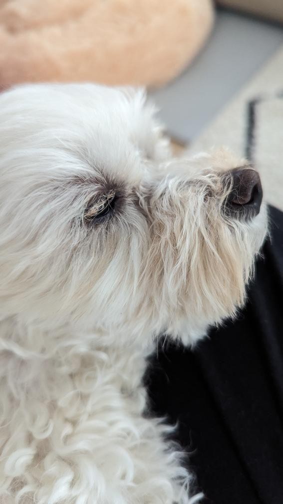 涙やけが改善した現在の風羽ちゃん