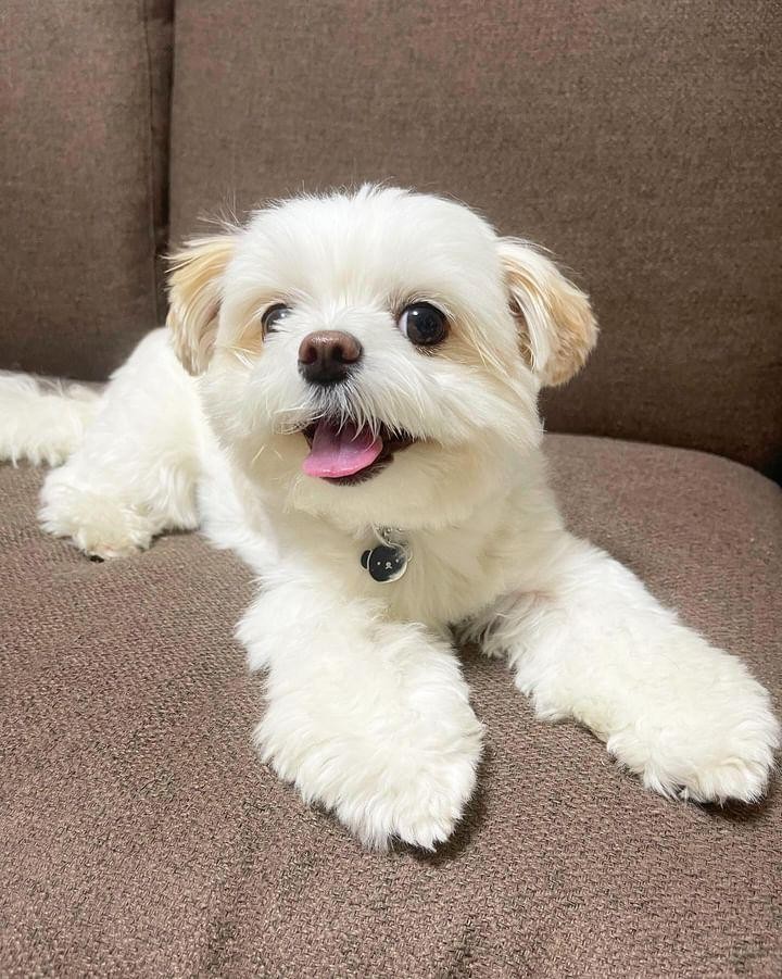 改善後のおもちちゃんの写真