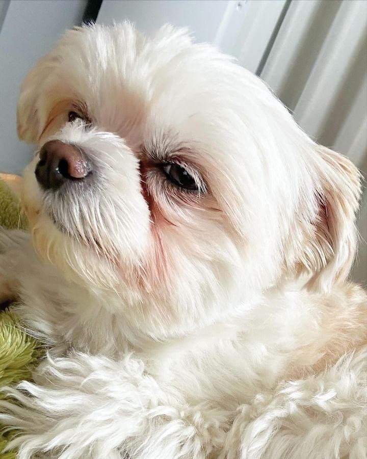 改善前のおもちちゃんの写真