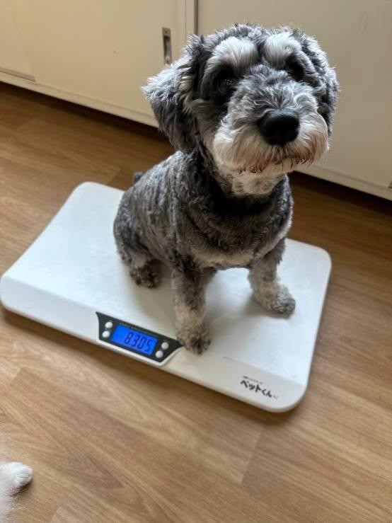 エルちゃんの写真（まとめ）