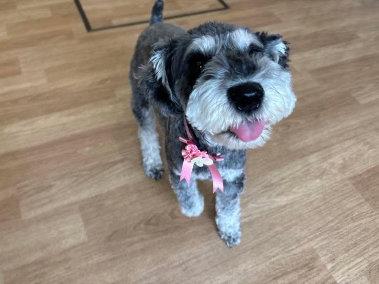 エルちゃんの写真（導入）