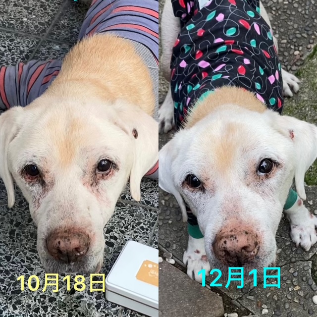 るぅ太くんの改善後の写真