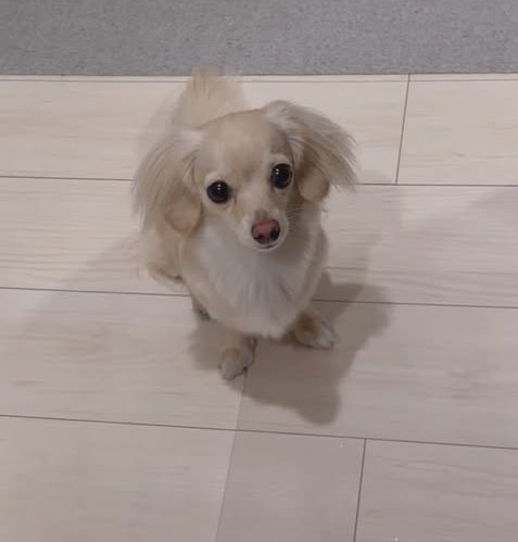 うらんちゃんのアイキャッチ写真