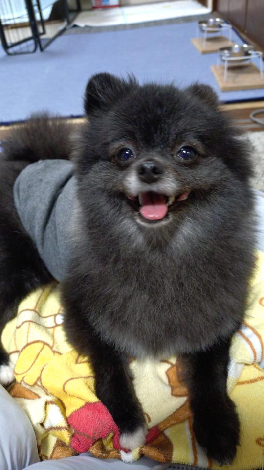 目がキラキラしているくろまるくんの写真