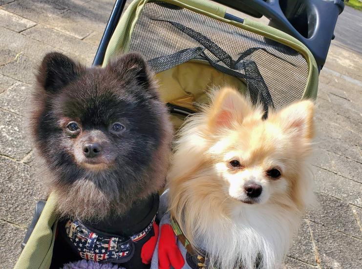 HUGBOXを始めた頃のもちまるくんとくろまるくんの写真