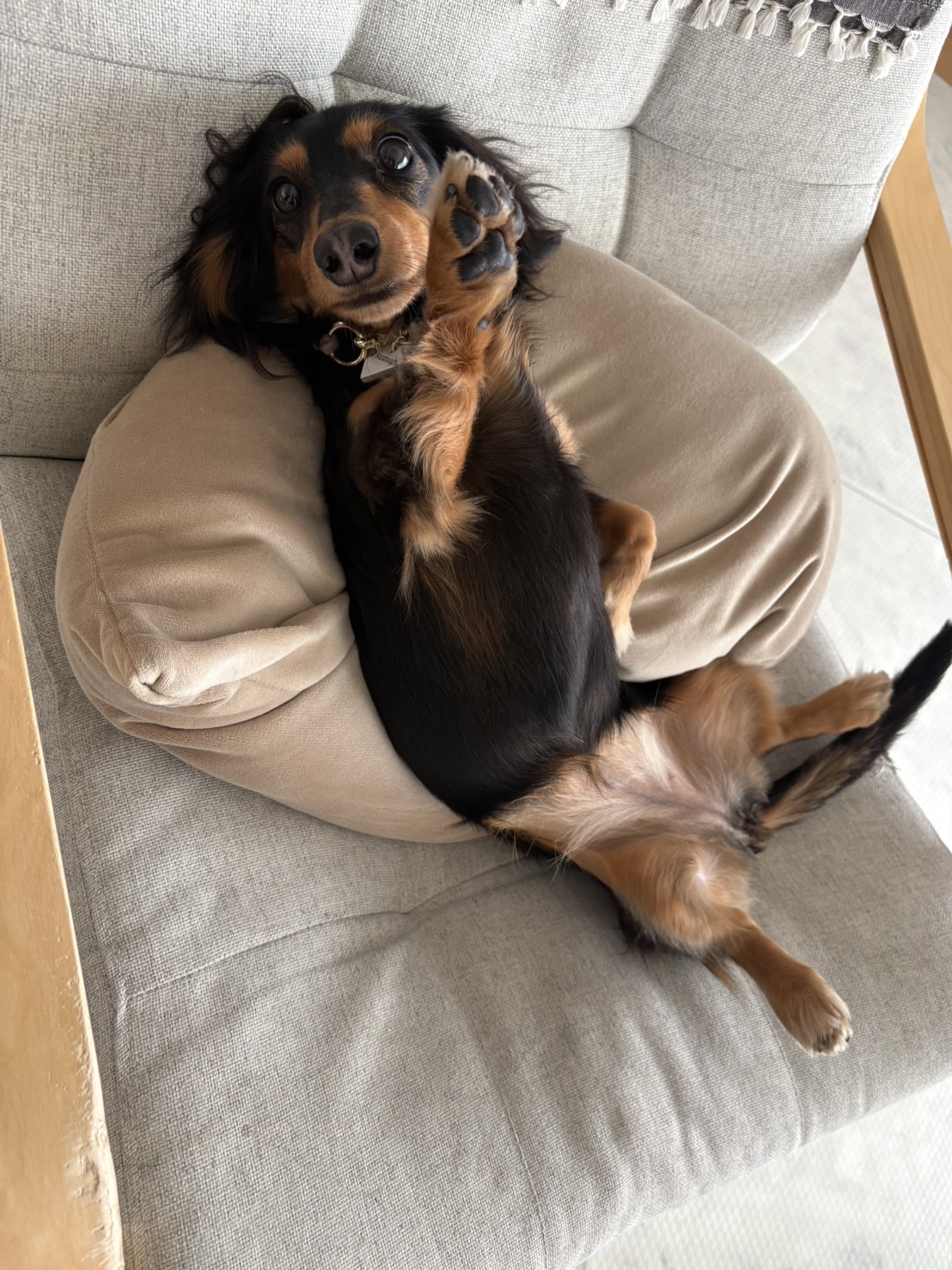 つむぎちゃんのリラックスショット